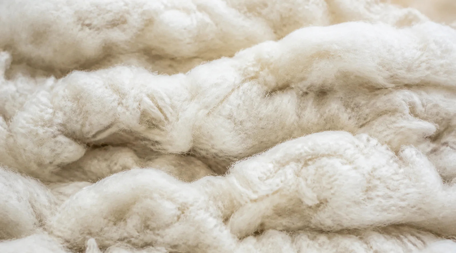 Fine Australian Merino wool fibres