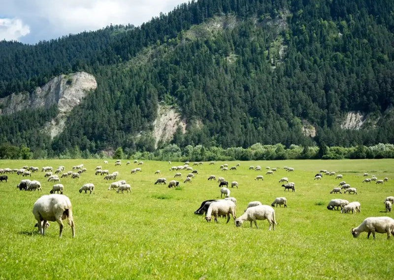 Merino made with heart